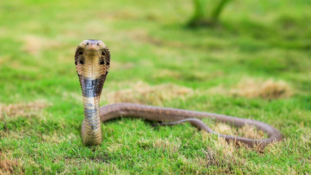 What Is the Cobra Eye Method? Master This Attraction Hack