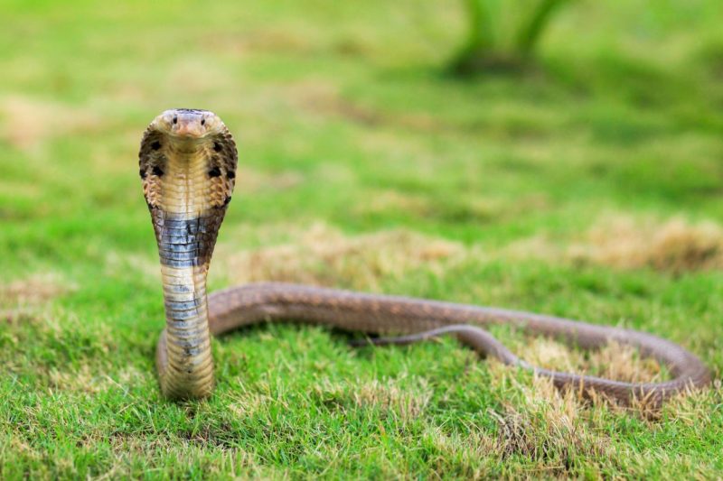 What Is the Cobra Eye Method? Master This Attraction Hack