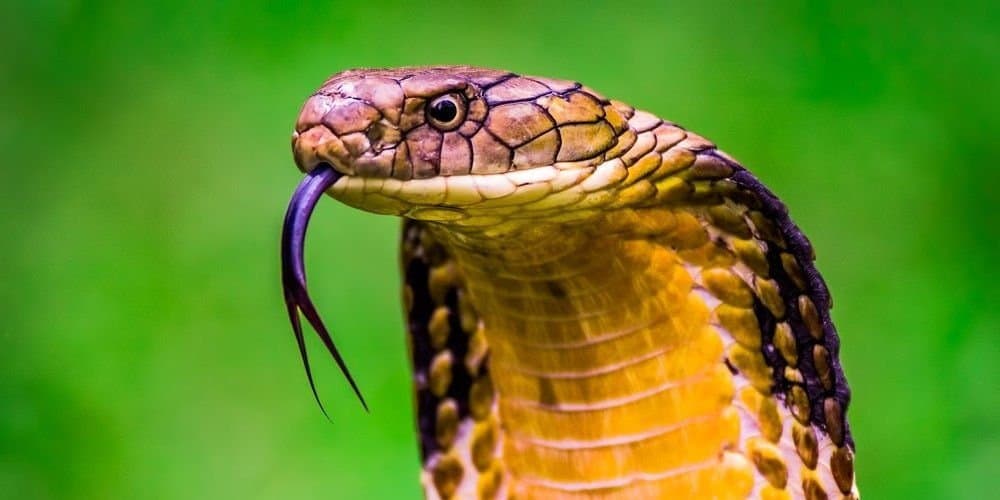 What Is the Cobra Eye Method? Master This Attraction Hack